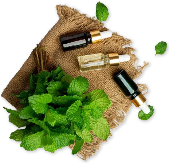 Our Journey through Nature's Wisdom